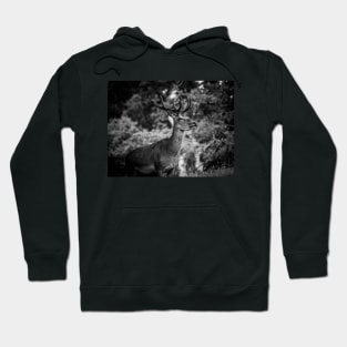 stag 2 Hoodie